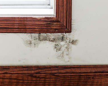 Home louisville mold remeidation